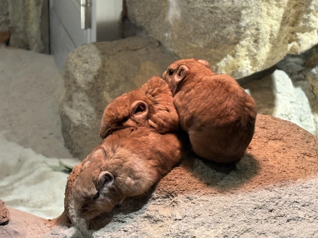 おり重なるグンディたち