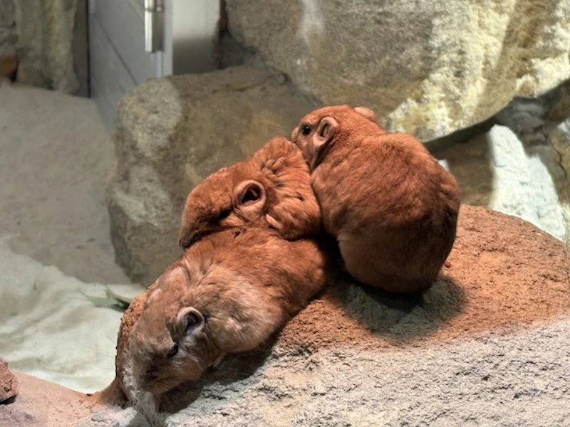 おり重なるグンディたち