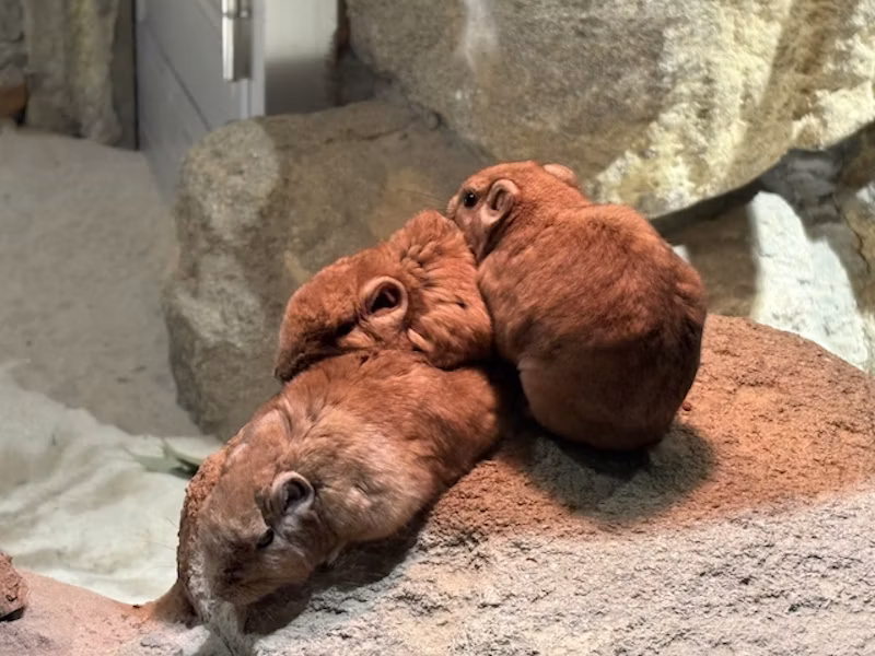 おり重なるグンディたち