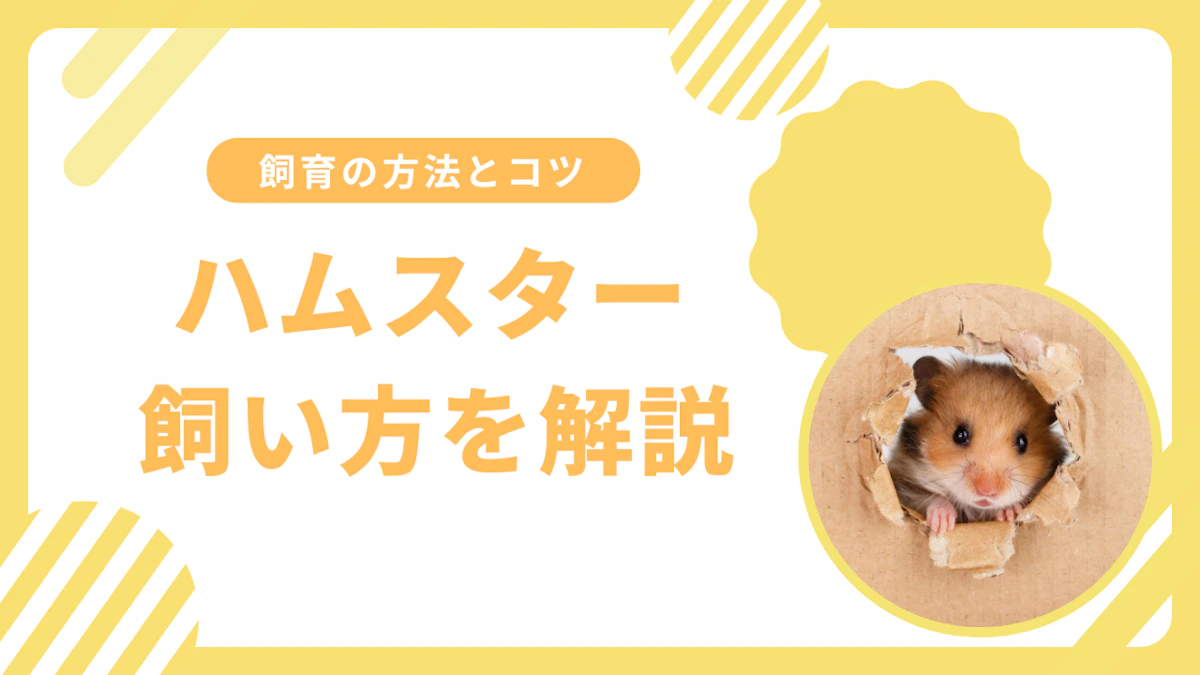 ハムスターの飼い方完全ガイド｜初心者でも安心して飼育できる方法とコツのサムネイル画像