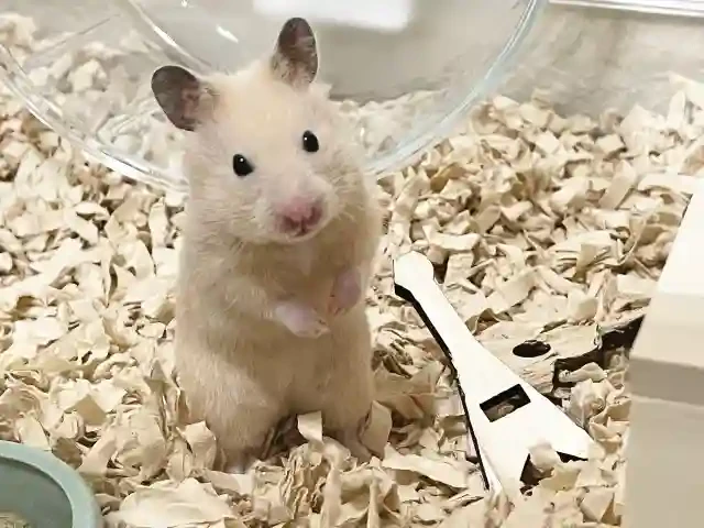 ギターとハムスター