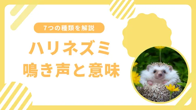 ハリネズミの鳴き声を解説【全7種類】｜大声で鳴くときは要注意のサムネイル画像