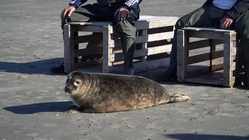 木箱から放たれ、生まれ故郷であるワッデン海に帰っていく／©Tonton Train