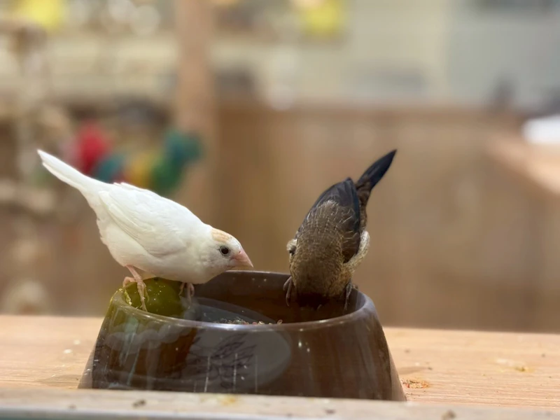 ご飯を食べる鳥たちを眺める