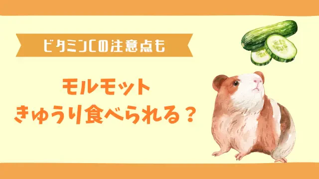 モルモットはきゅうりを食べても大丈夫！ビタミンCの破壊には要注意のサムネイル画像