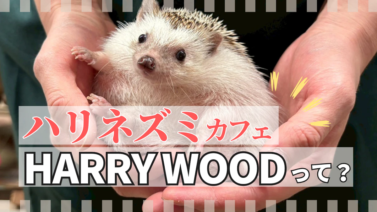 大阪・なんばで“ハリネズミファースト”な癒し体験を！HARRY WOOD
