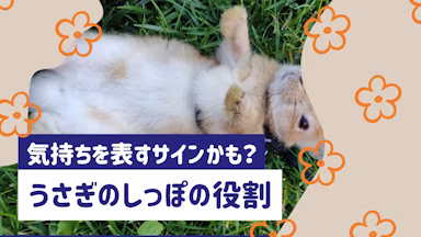 うさぎのしっぽの役割とは？形・動き・気持ちのサインまで詳しく解説のサムネイル画像