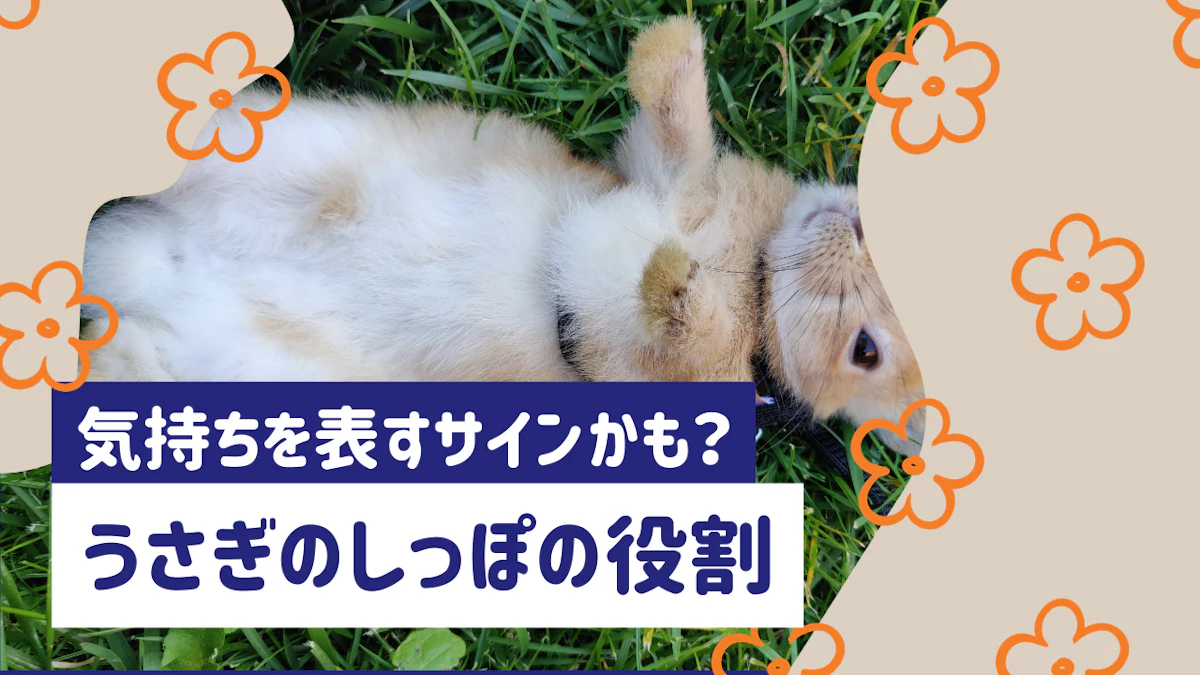 うさぎのしっぽの役割とは？形・動き・気持ちのサインまで詳しく解説
