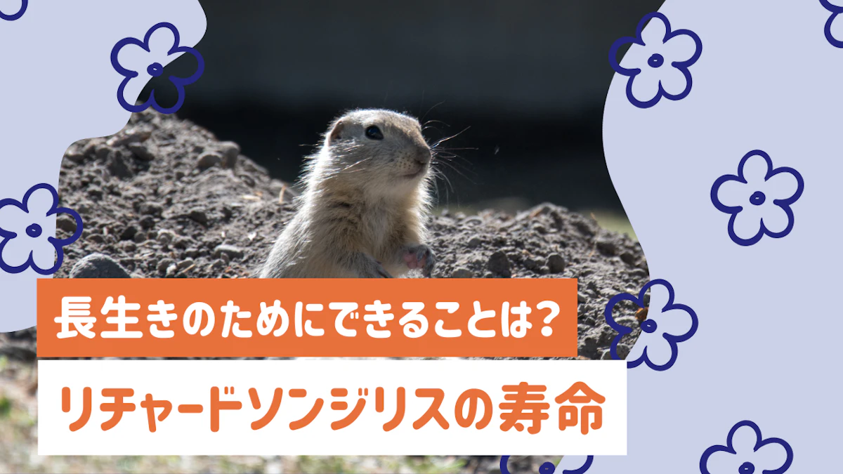 リチャードソンジリスの寿命は何年？長生きのために飼い主ができること