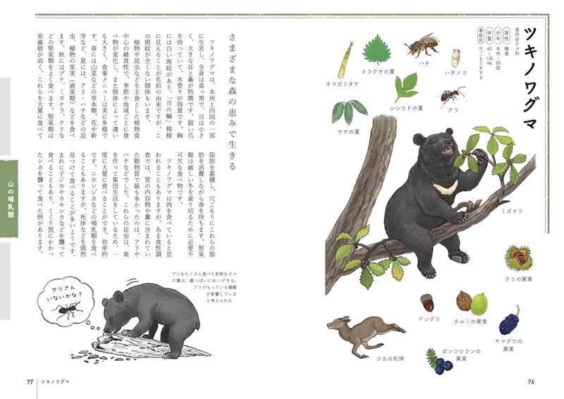 ツキノワグマ