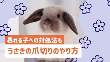 うさぎの爪切りは自宅でできる？正しいやり方や頻度、暴れる子への対処法を解説のサムネイル画像