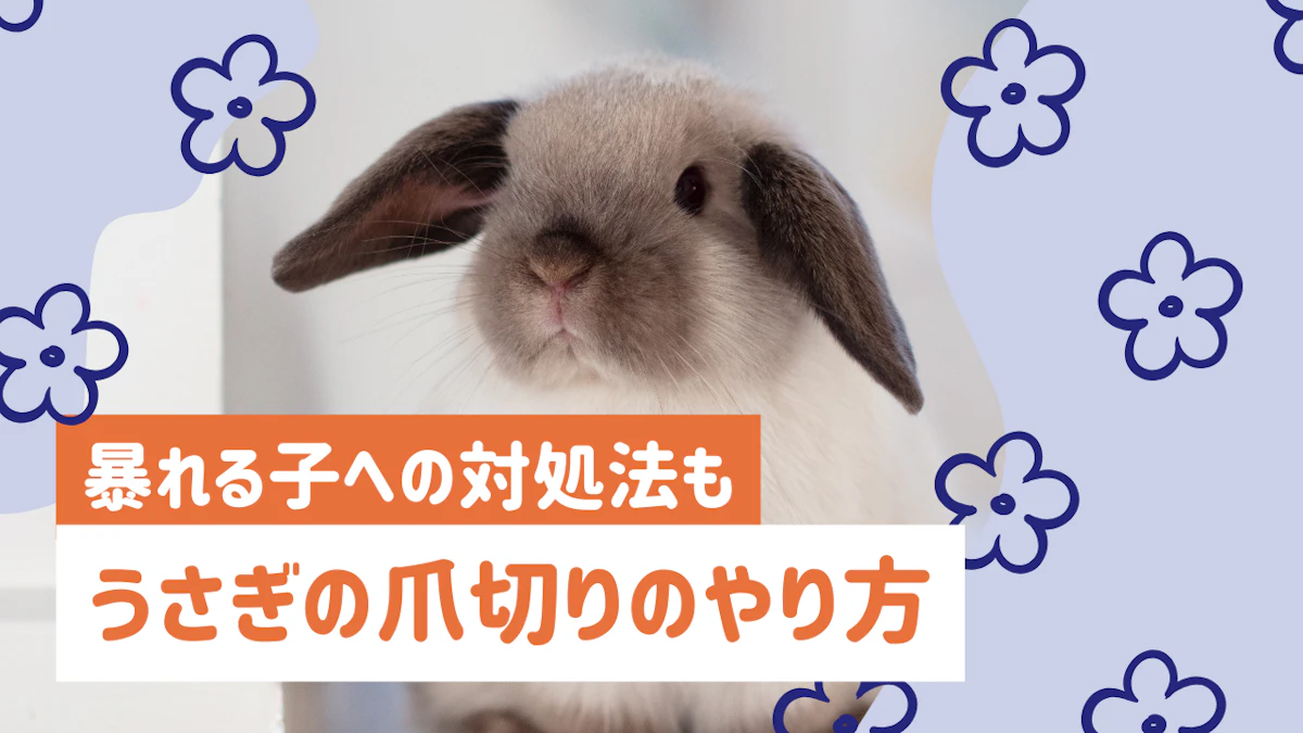 うさぎの爪切りは自宅でできる？正しいやり方や頻度、暴れる子への対処法を解説