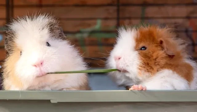 ２匹のモルモット