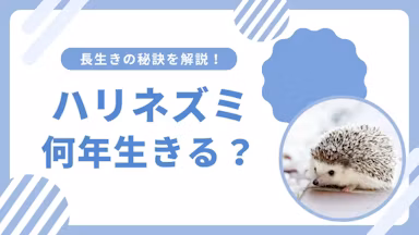 ハリネズミの寿命はどのくらい？寿命を左右する重要なポイントを解説のサムネイル画像