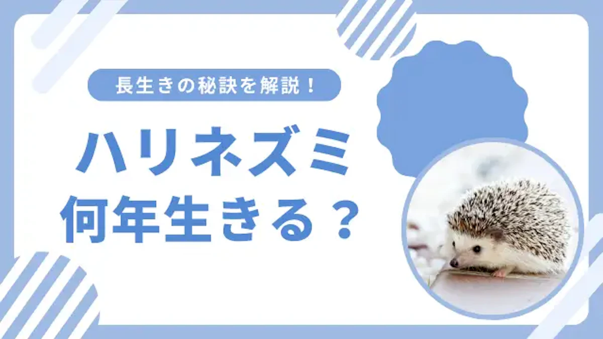 ハリネズミの寿命はどのくらい？寿命を左右する重要なポイントを解説
