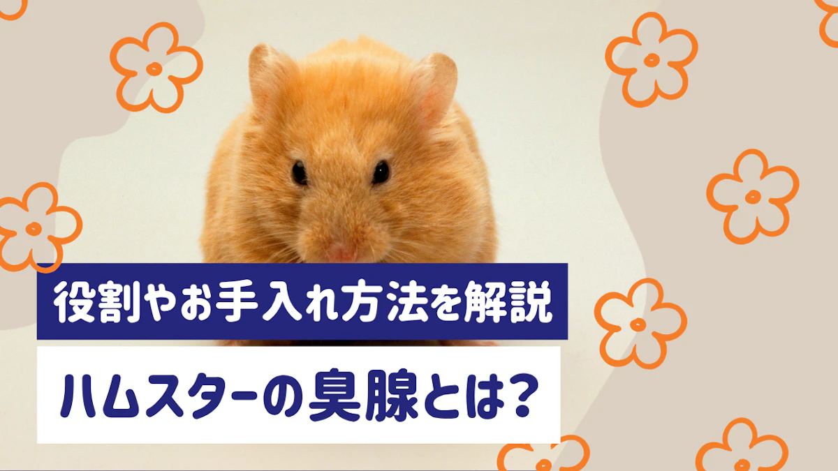 ハムスターの臭腺とは？役割やお手入れ方法をやさしく解説