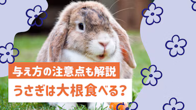 うさぎに大根は与えていい？葉と実の違いや適量・注意点を解説のサムネイル画像
