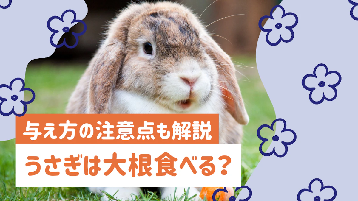 うさぎに大根は与えていい？葉と実の違いや適量・注意点を解説のサムネイル画像