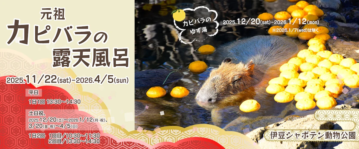30周年を迎える「カピバラのゆず湯」伊豆シャボテン動物公園で12月20日から開催