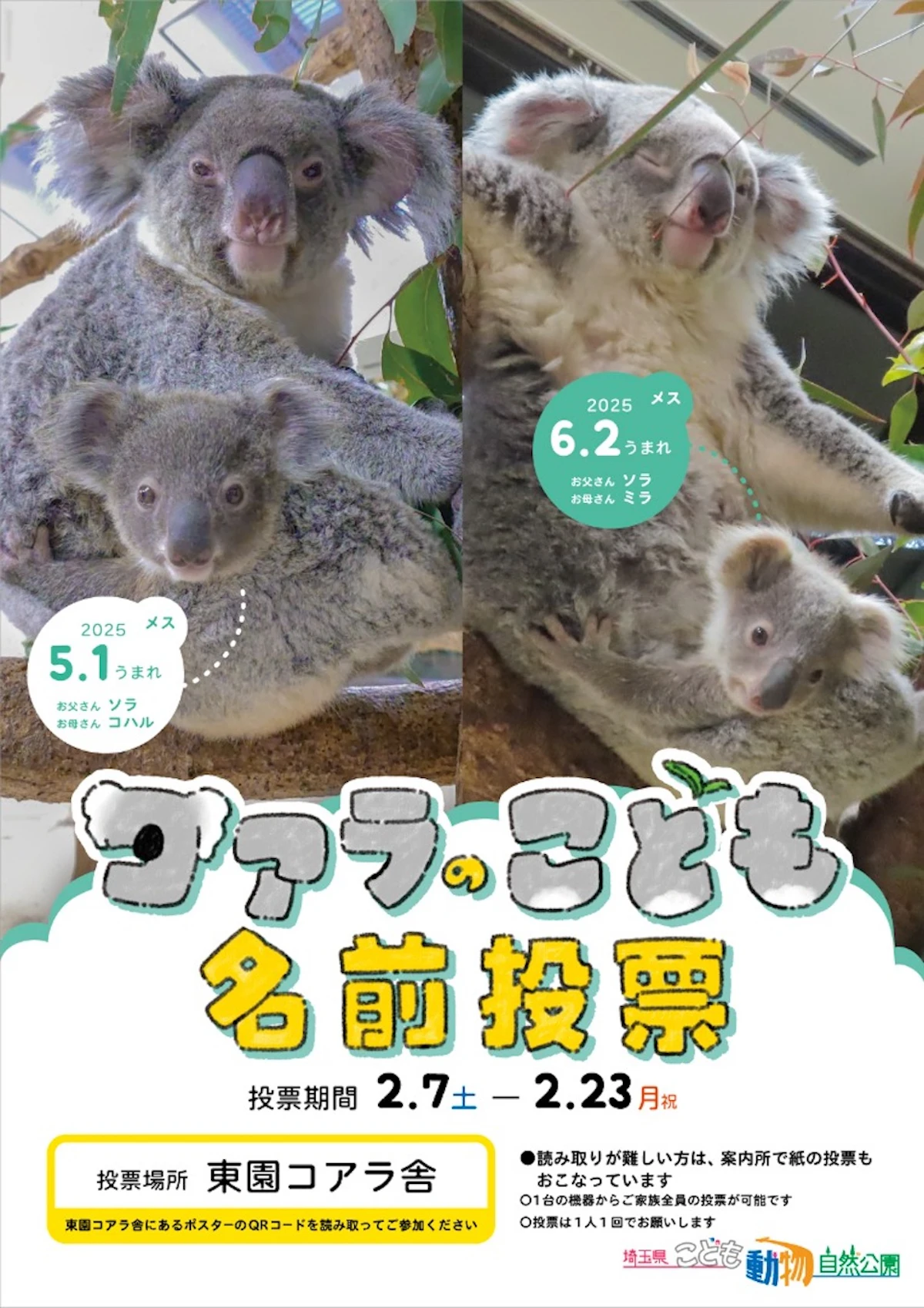埼玉県こども動物自然公園でコアラの赤ちゃん2頭の名前投票がスタート！ 2月23日まで