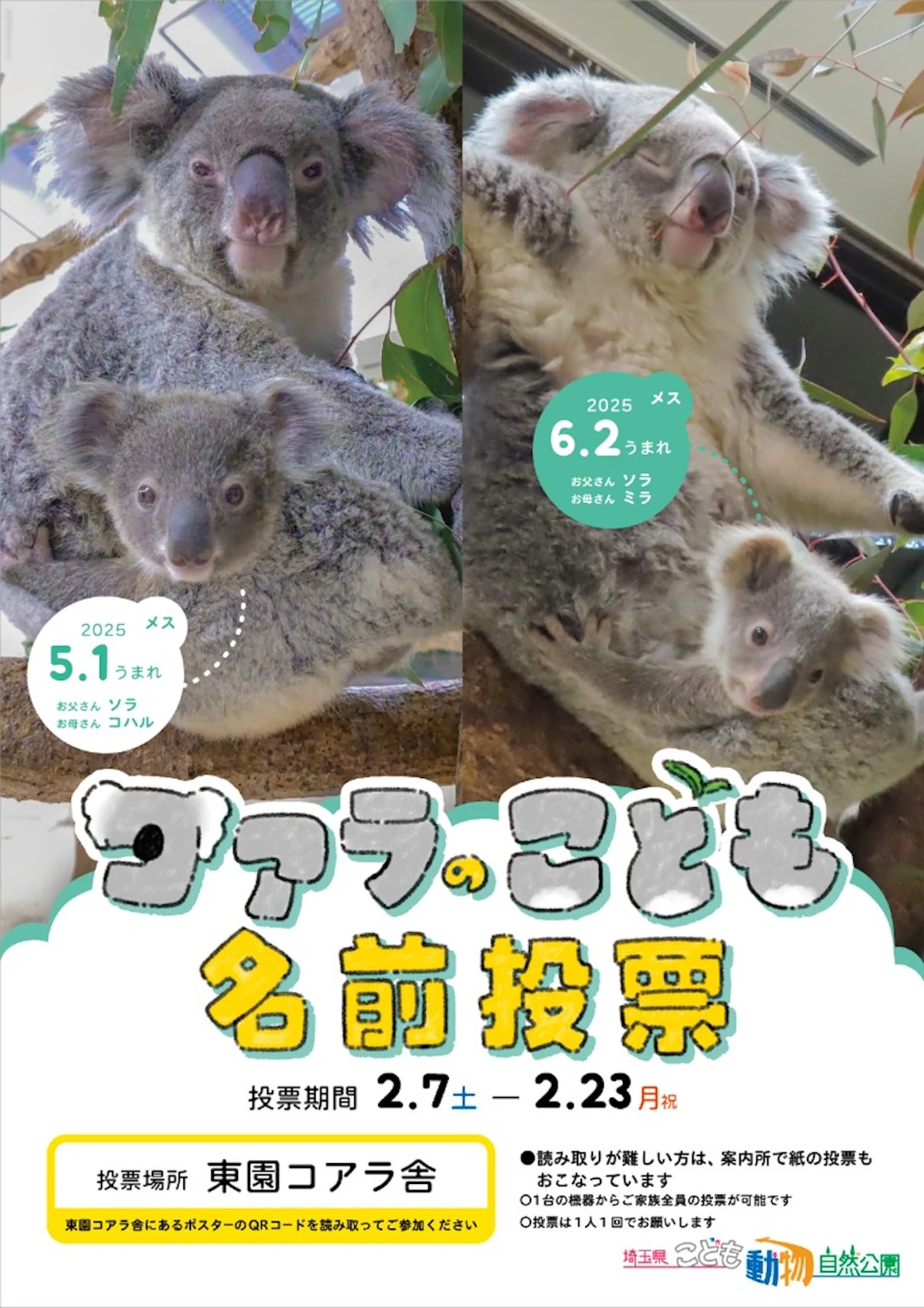 埼玉県こども動物自然公園でコアラの赤ちゃん2頭の名前投票がスタート！ 2月23日までのサムネイル画像