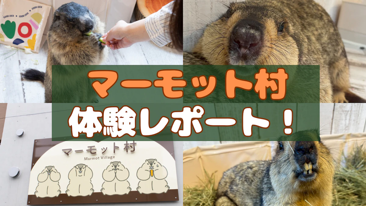 マーモット村ってどんな場所？マーモットの世界を堪能しよう【体験レポート】