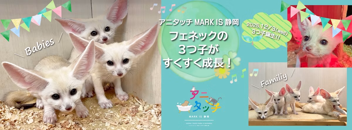 世界最小のキツネ「フェネック」の3つ子が誕生！アニタッチ MARK IS 静岡で元気に成長中