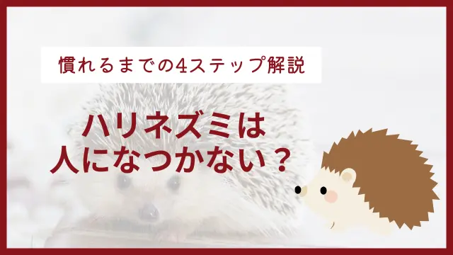 ハリネズミはなつかない？　人に慣れさせる4ステップを解説のサムネイル画像