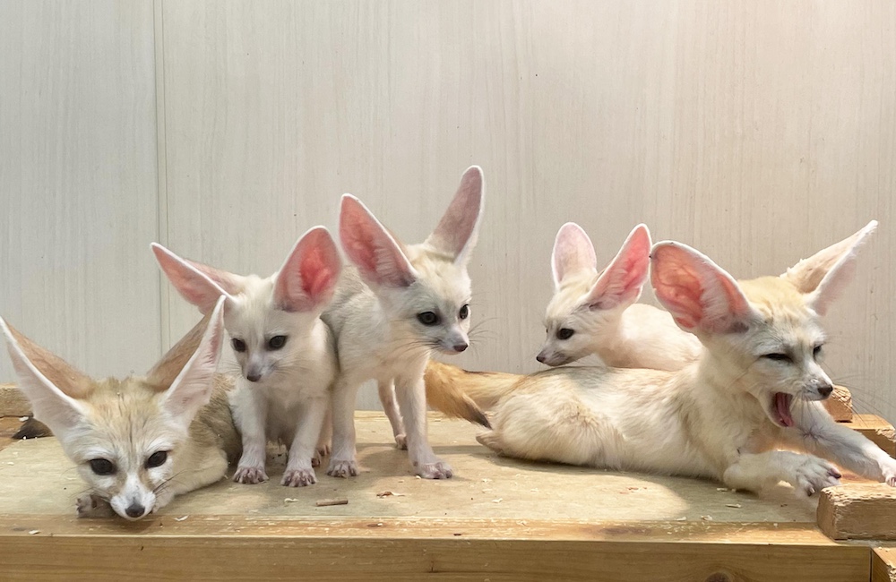 世界最小のキツネ「フェネック」の3つ子が誕生！アニタッチ MARK IS