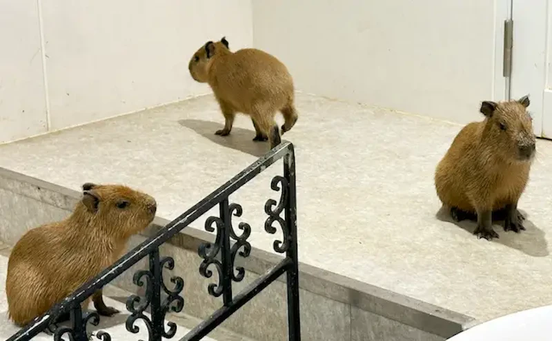 愛らしい3つ子の赤ちゃん