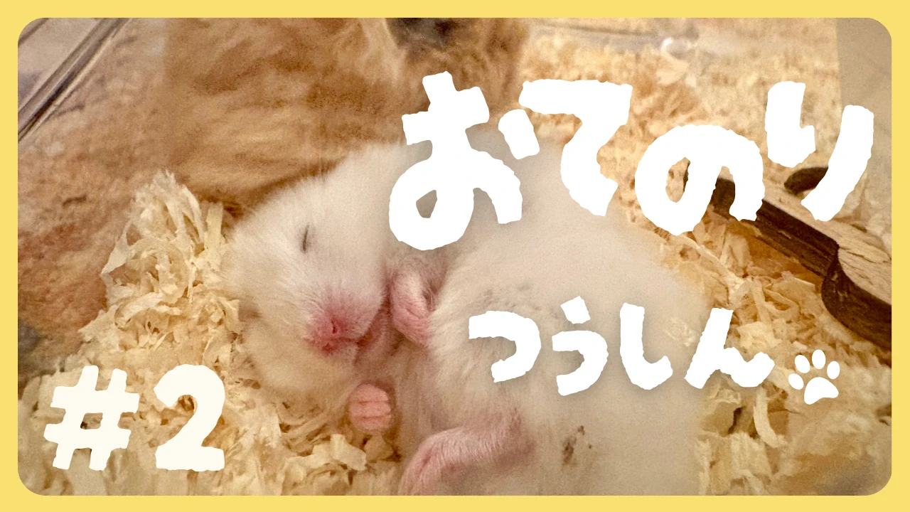 【#2】ハムスターの「こんぱる兄弟」がやってきました！【おてのりつうしん】のサムネイル画像