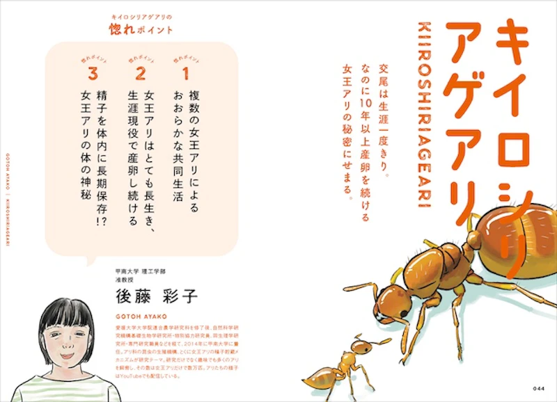 キイロシリアゲアリ