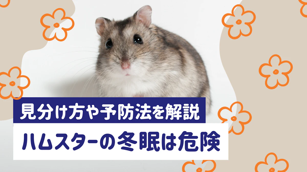 ハムスターの冬眠は危険！疑似冬眠の見分け方と起こし方、予防法を解説