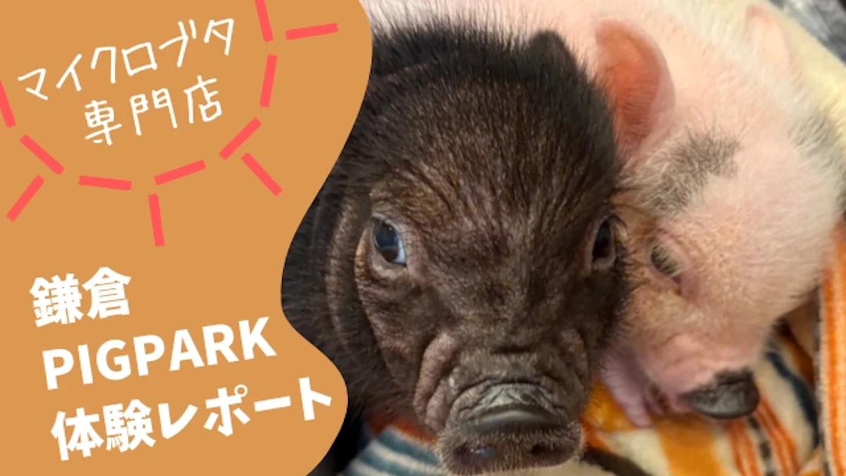 体験レポ】マイクロブタ専門店「鎌倉PIGPARK」ってどんな場所？ 可愛さ
