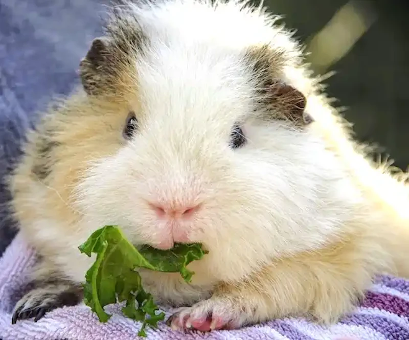 草を噛むモルモット