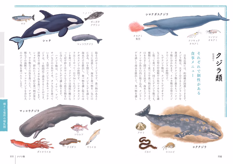 鯨類