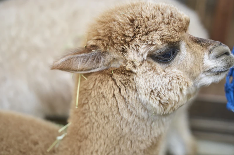 2025年にアルパカハウスで生まれた赤ちゃんアルパカ。著者はアルパカレイちゃんのイラストを描くとき、このアルパカを見ながらイメージを膨らませた。（撮影：小禄慎一郎）