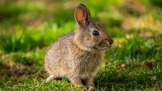 ウサギ