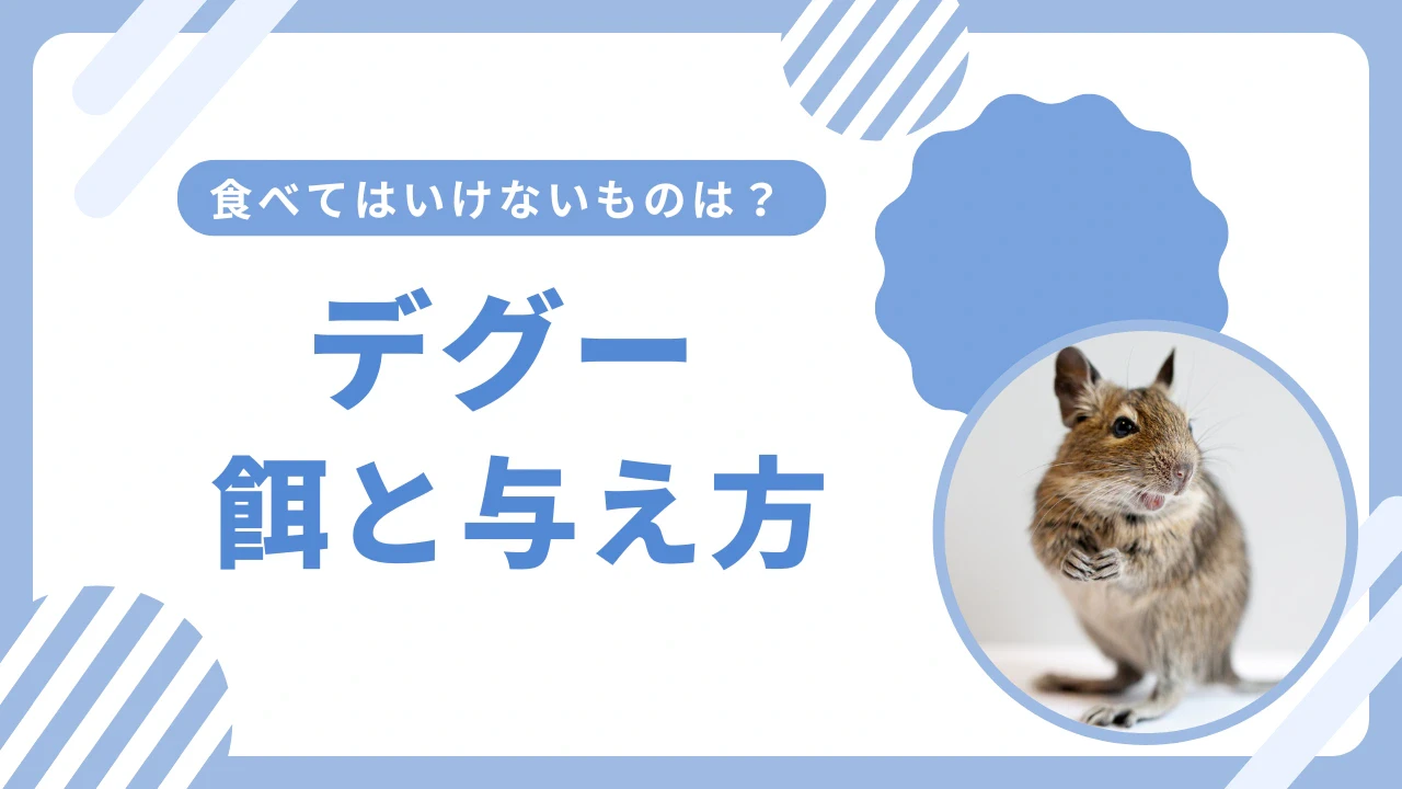 デグーはどんな餌を食べる？ごはんの与え方と食べてはいけないもののサムネイル画像