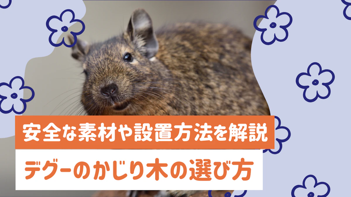 デグーのかじり木の選び方ガイド｜安全な素材や設置方法をわかりやすく解説
