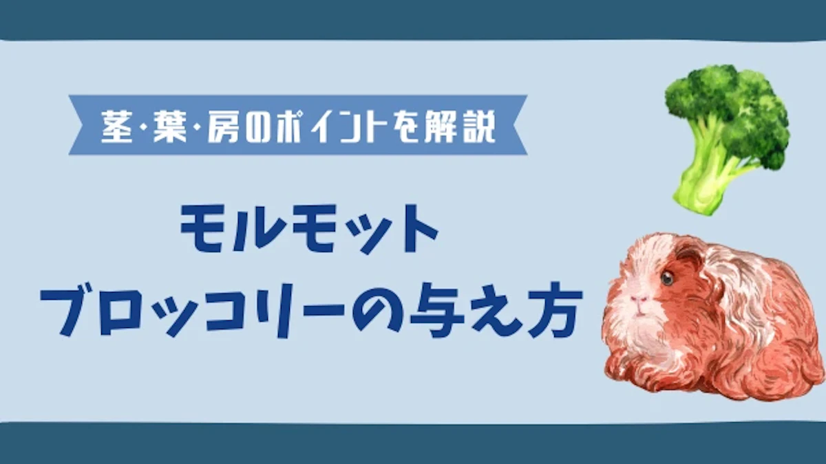 モルモットはブロッコリーを食べる｜茎と葉や房の与え方を解説