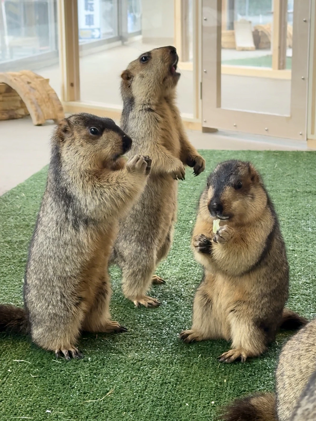 二本足で立ち両手で食事をするヒマラヤマーモット