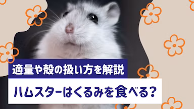 ハムスターにくるみは与えていい？適量・頻度・殻の扱い方まで徹底解説のサムネイル画像