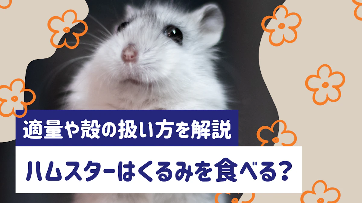 ハムスターにくるみは与えていい？適量・頻度・殻の扱い方まで徹底解説