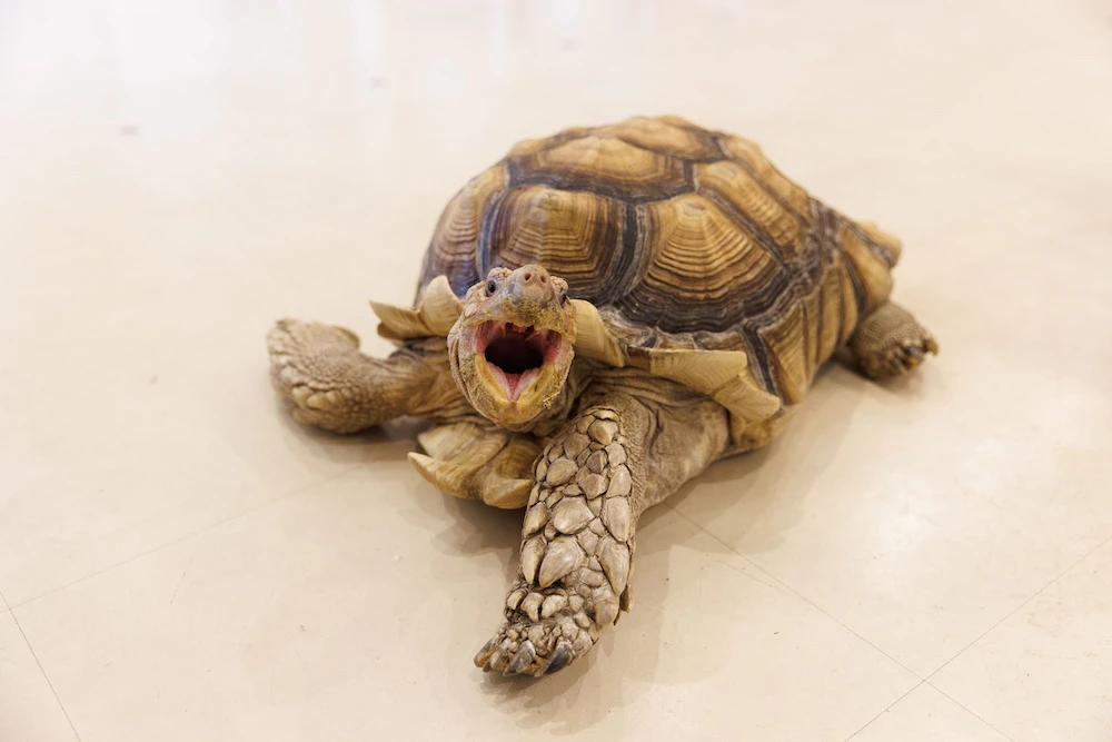 Moff animal cafe ららぽーと立川立飛店