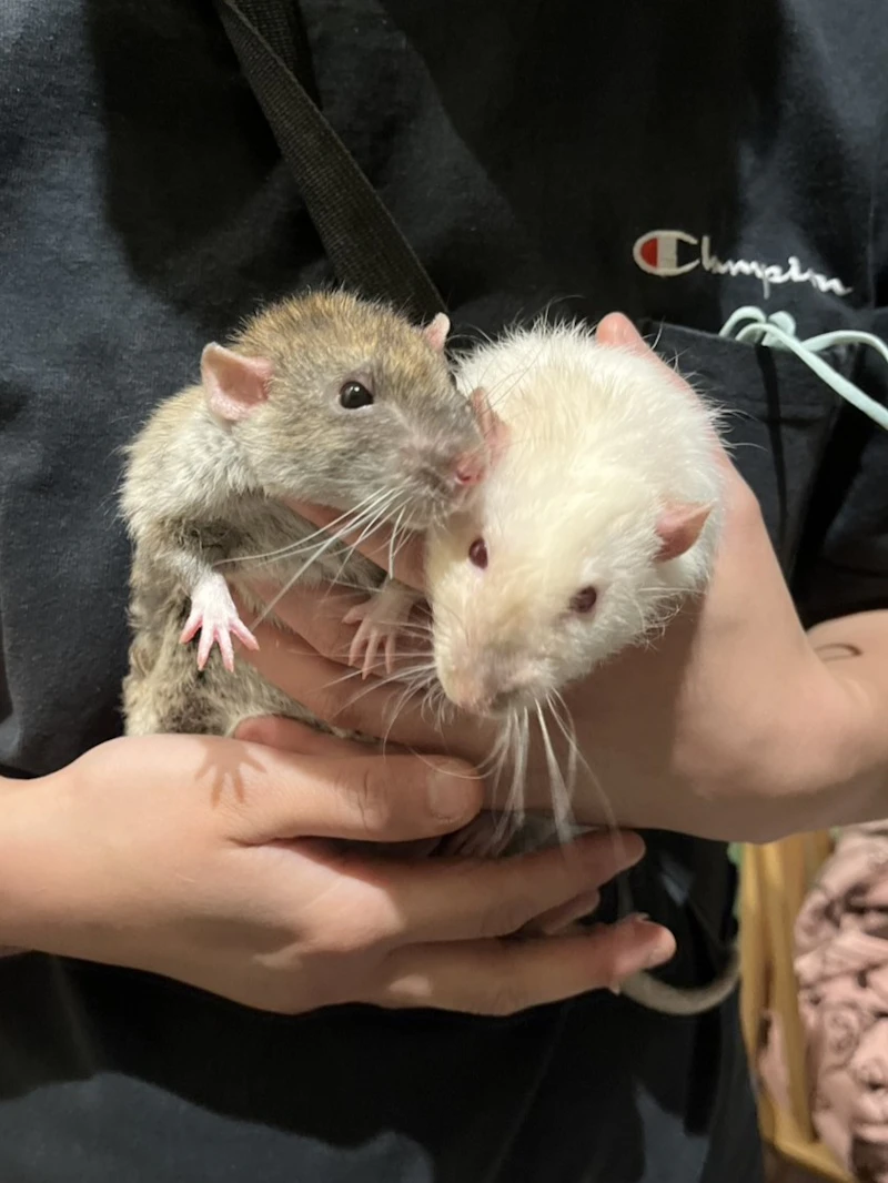 2匹のファンシーラット