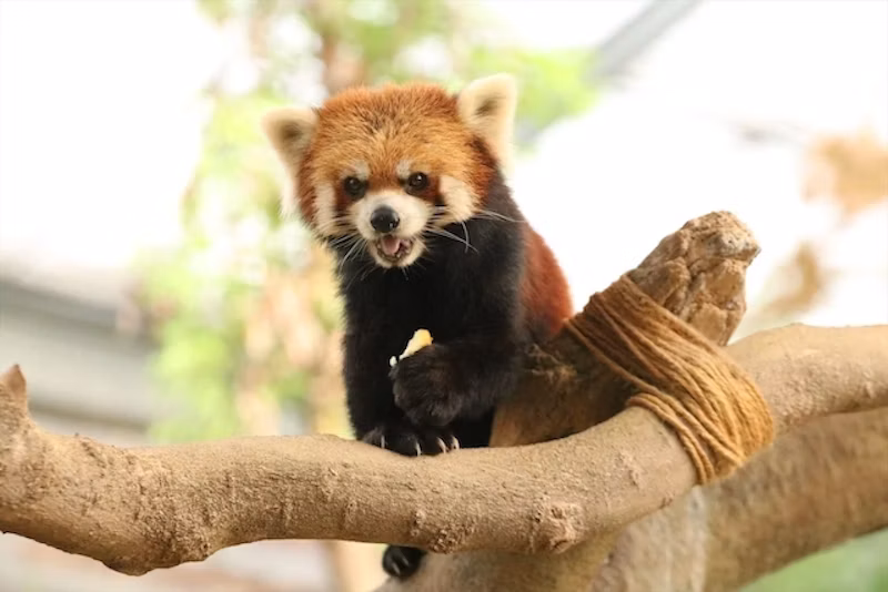 レッサーパンダ