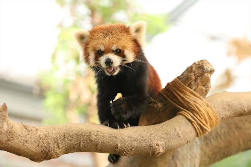 レッサーパンダ