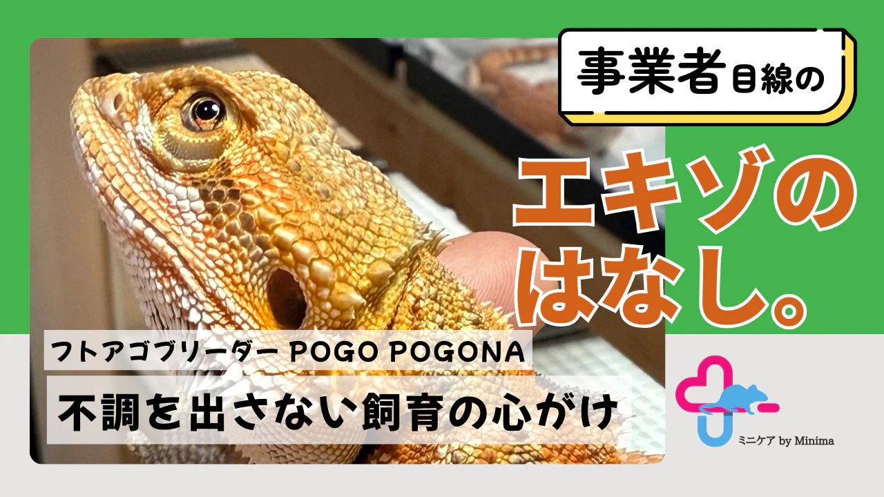「入門種」こそ難しい。フトアゴヒゲトカゲブリーダー POGO POGONAさんが語る"不調を出さない飼育"【エキゾのはなし。#10】