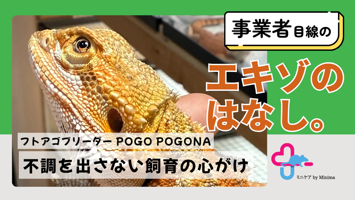 「入門種」こそ難しい。フトアゴヒゲトカゲブリーダー POGO POGONAさんが語る"不調を出さない飼育"【エキゾのはなし。#10】のサムネイル画像